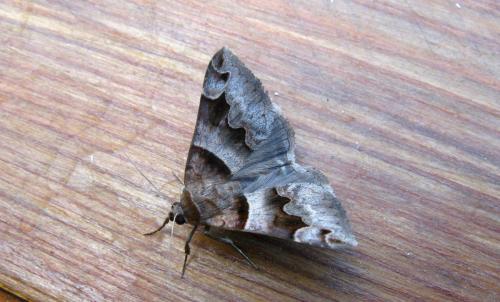 Réf. 135 474 : Bastilla angularis