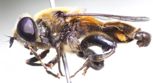 Merodon serrulatus