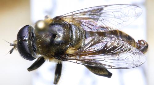 Merodon serrulatus