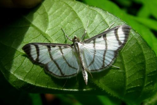 Réf. 135 476 : Zebronia phenice