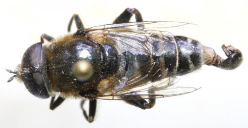 Réf. 135 448 : Merodon tricinctus