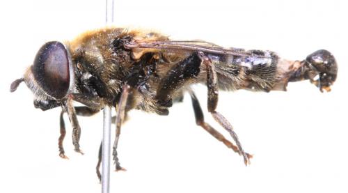 Réf. 135 447 : Merodon tricinctus