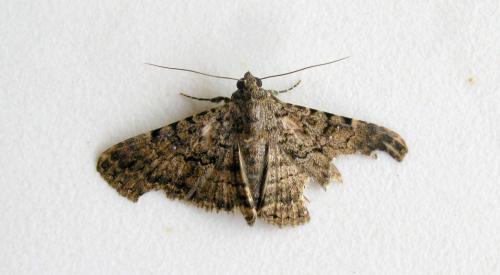 Polydesma umbricola