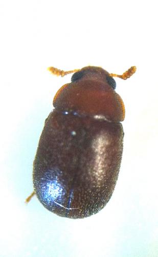 Réf. 135 817 : Pentaphyllus chrysomeloides
