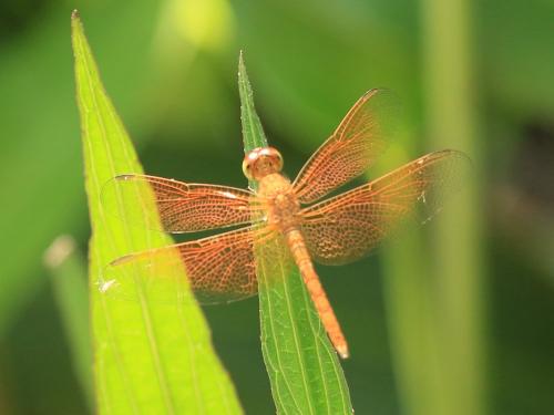 Neurothemis sp.