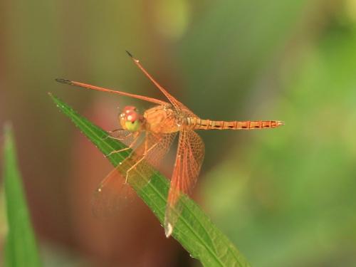 Neurothemis sp.
