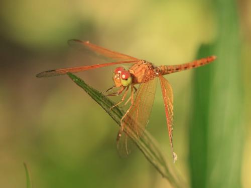 Réf. 135 477 : Neurothemis sp.