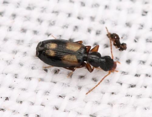 Réf. 135 017 : Calodromius spilotus