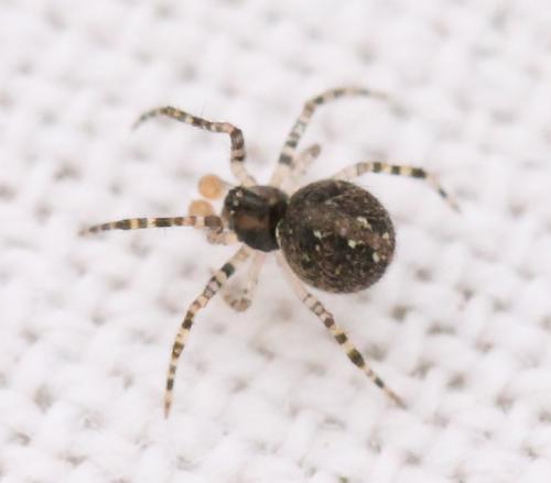 Theridion sp.