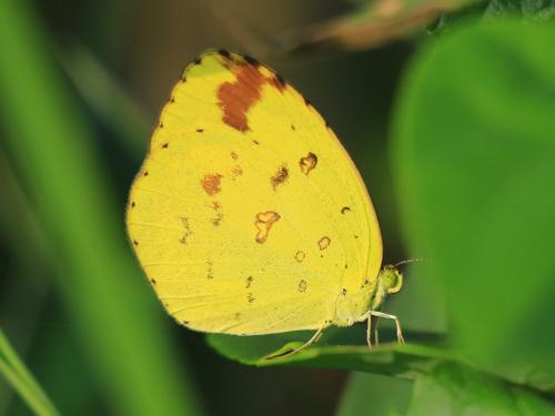 Réf. 135 617 : Eurema hecabe