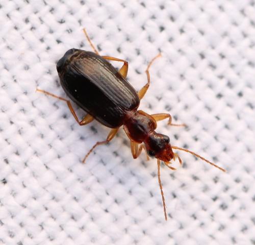 Réf. 135 055 : Dromius agilis