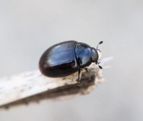 Cercyon sp.