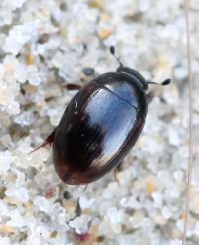 Cercyon sp.