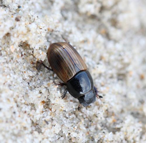 Réf. 135 416 : Aphodius foetidus