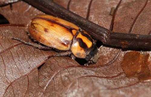 Réf. 135 047 : Cyclocephala sp.