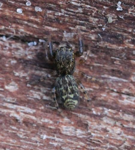 Marpissa muscosa