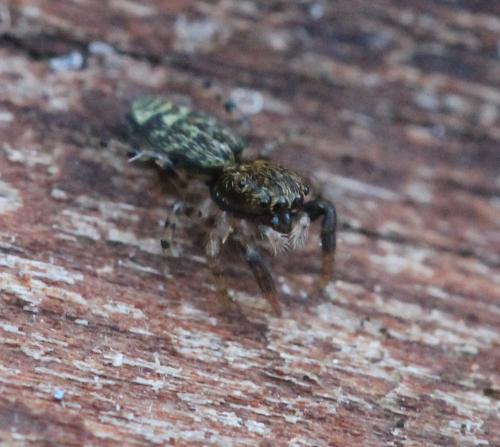 Marpissa muscosa