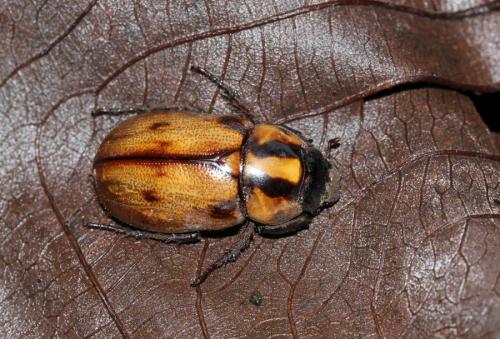 Réf. 135 048 : Cyclocephala sp.