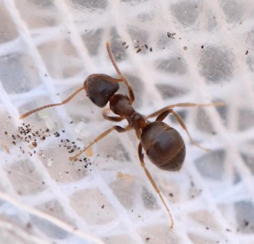 Réf. 135 466 : Lasius sp.