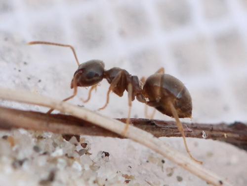 Réf. 135 467 : Lasius sp.