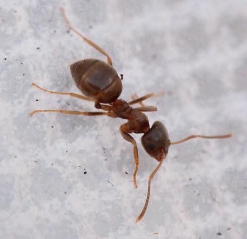 Lasius sp.