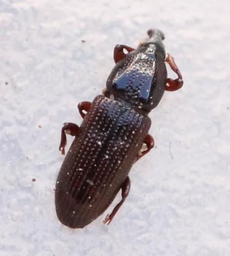 Cossonus sp.