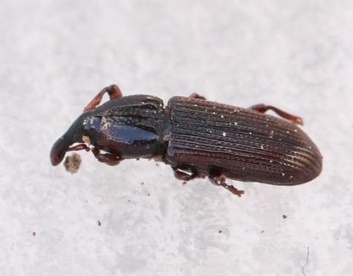 Cossonus sp.