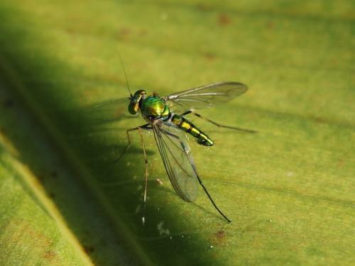 Chrysosoma sp.