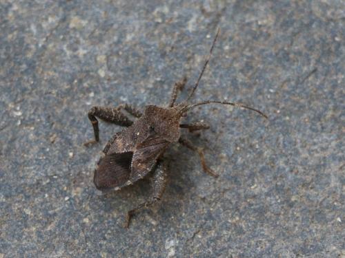 Acanthocoris sp.