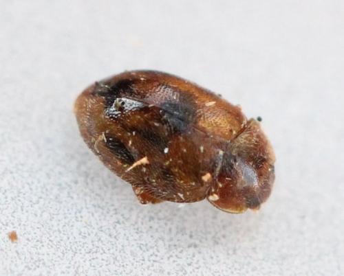 Réf. 135 646 : Rhyzobius chrysomeloides