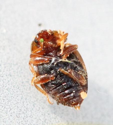 Rhyzobius chrysomeloides