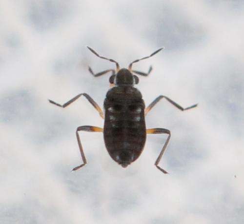 Microvelia reticulata