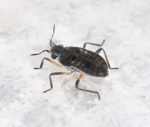 Réf. 135 843 : Microvelia reticulata