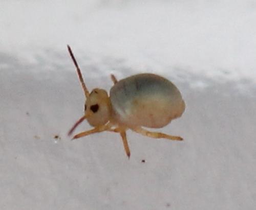 Sminthurides aquaticus