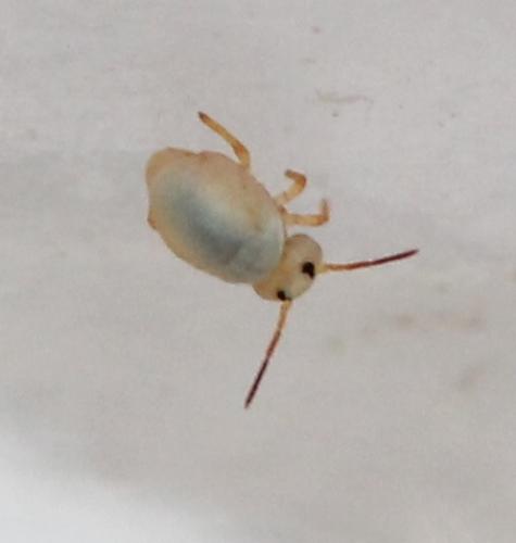 Sminthurides aquaticus