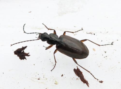Agonum piceum