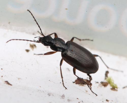 Réf. 135 947 : Agonum piceum