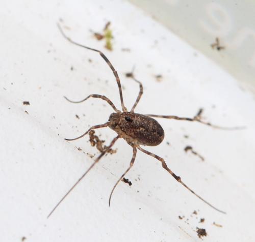 Platybunus sp.