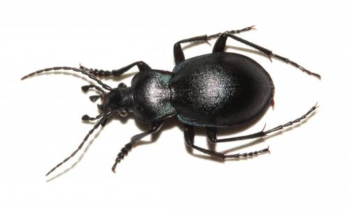 Carabus convexus