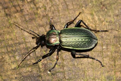 Carabus morbillosus
