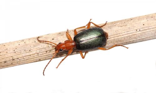 Brachinus immaculicornis