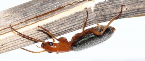 Brachinus immaculicornis