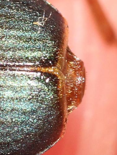 Brachinus immaculicornis