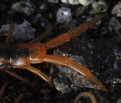 Scolopendra sp.