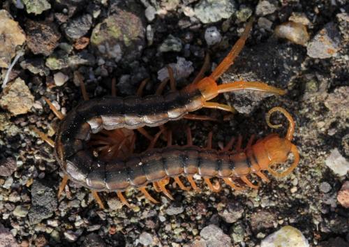 Réf. 135 269 : Scolopendra sp.