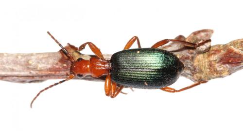 Brachinus crepitans