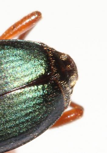 Brachinus crepitans