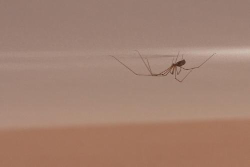 Pholcus phalangioides