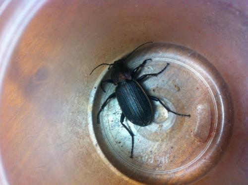 Carabus morbillosus