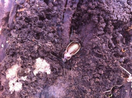 Carabus vagans